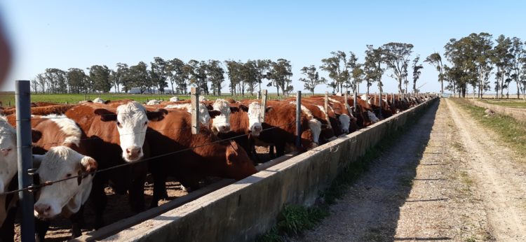 Ganadería: empeoran las condiciones productivas y económicas