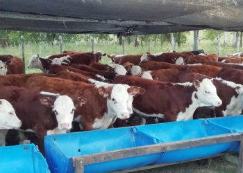 Como superar el efecto negativo del calor en la producción de carne