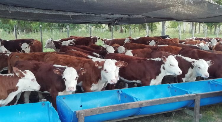 Como superar el efecto negativo del calor en la producción de carne