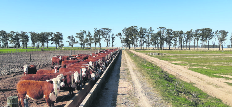 Ganadería:  cierre de un año con varios récords