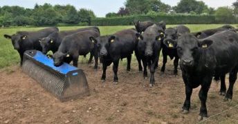 Ganadería:  cierre de un año con varios récords