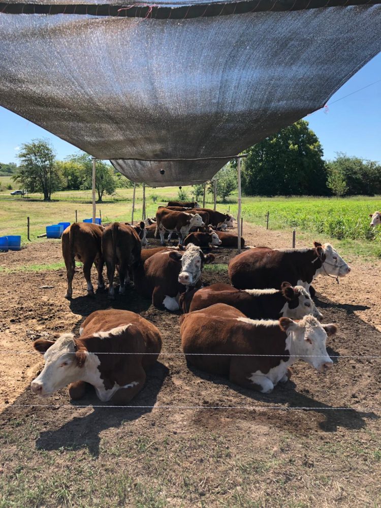 Como superar el efecto negativo del calor en la producción de carne