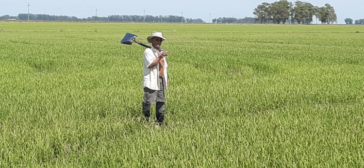 Los arroceros se reúnen y reclaman medidas de urgente consideración