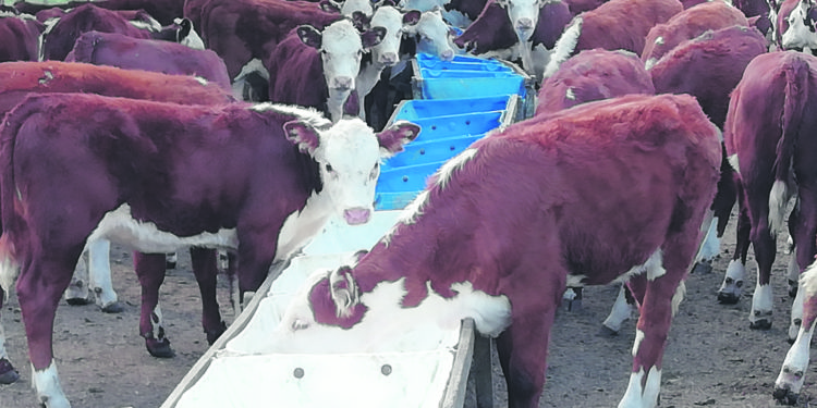 Destete Precoz: Una herramienta útil para mejorar la eficiencia de la cría