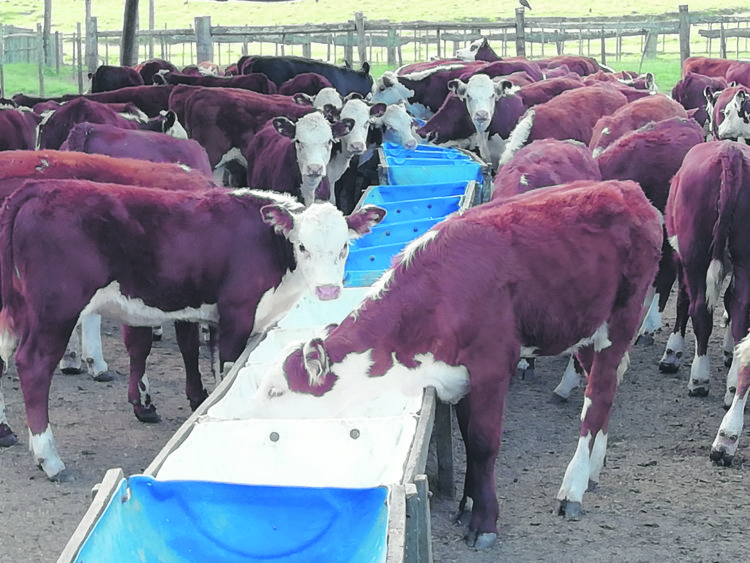 Destete Precoz: Una herramienta útil para mejorar la eficiencia de la cría