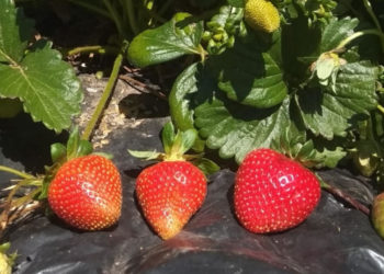 La difícil situación de los productores  de frutillas