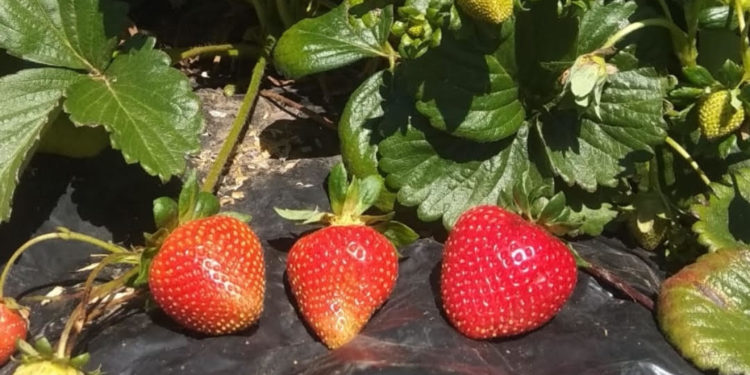 La difícil situación de los productores  de frutillas