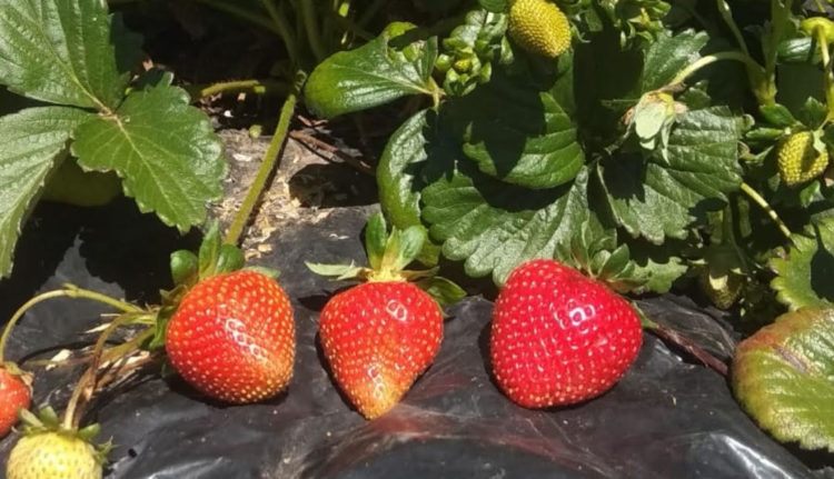 La difícil situación de los productores  de frutillas