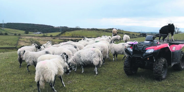Nueva Zelandia y las lecciones de su modelo de desarrollo