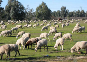 Presidente del Sul: en 8 o 10 años se puede duplicar el stock ovino