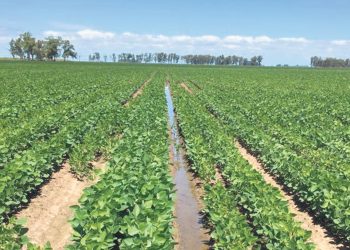 La innovación de la zona arrocera: incorporación de la soja en el sistema de rotación