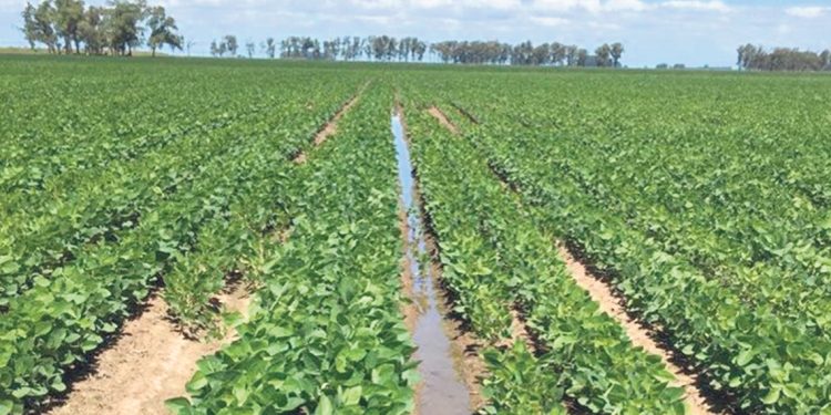 La innovación de la zona arrocera: incorporación de la soja en el sistema de rotación