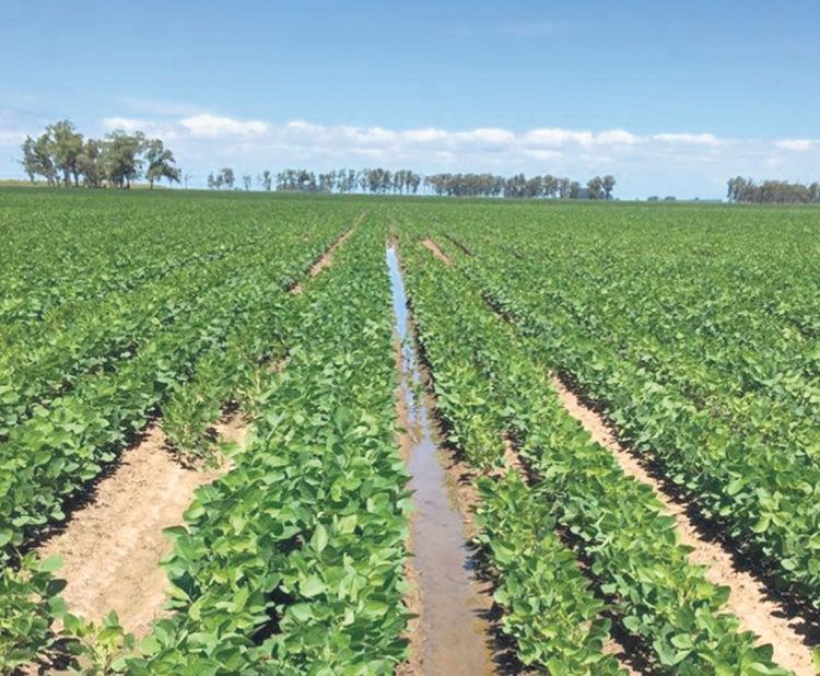 La innovación de la zona arrocera: incorporación de la soja en el sistema de rotación