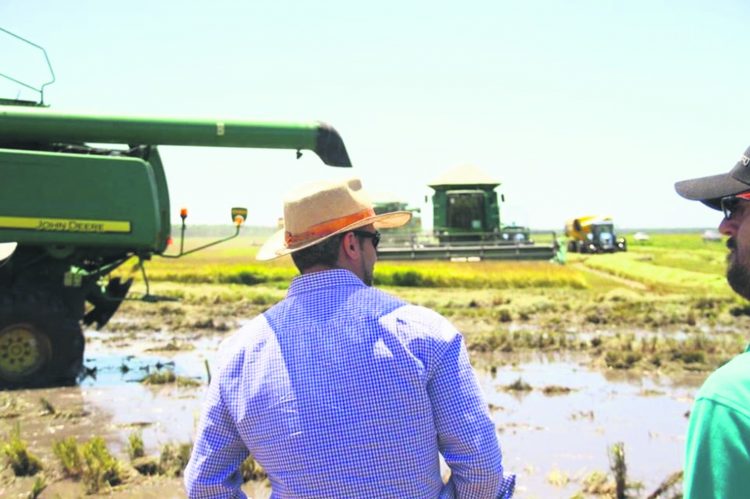 “Uruguay puede recuperar el mercado brasileño del arroz”, pero precisamos un Gobierno “que actúe”, dijo el directivo de ACA