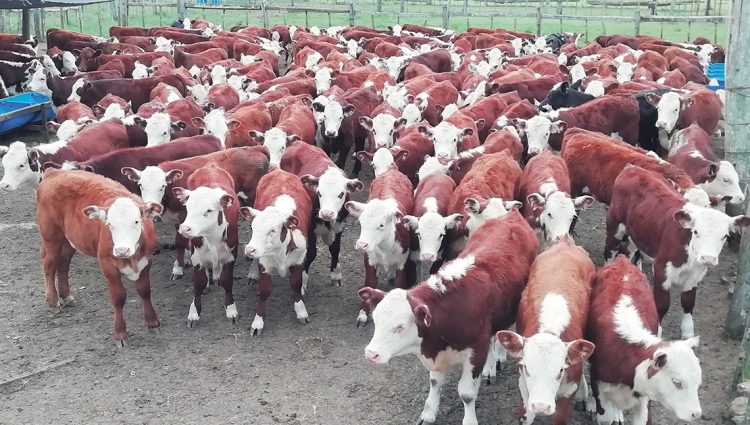 Exportaciones con gran participación de la carne y crecen las importaciones