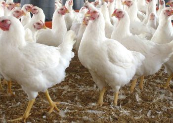 “La avicultura no ha tenido la atención del gobierno ni del Ministerio”