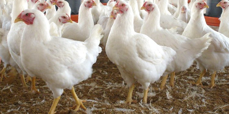“La avicultura no ha tenido la atención del gobierno ni del Ministerio”