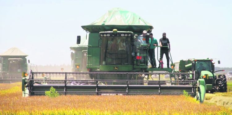 “Uruguay puede recuperar el mercado brasileño del arroz”, pero precisamos un Gobierno “que actúe”, dijo el directivo de ACA