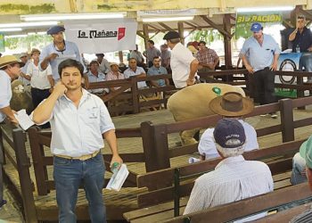 U$S 62.035 sumaron las ventas de la Expo Ovina y la Nacional Corriedale