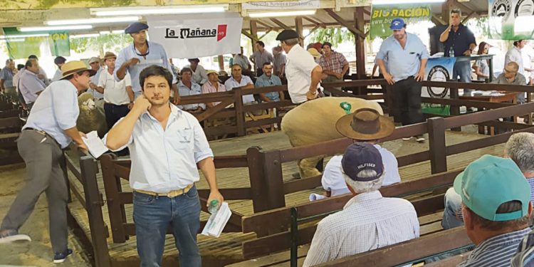 U$S 62.035 sumaron las ventas de la Expo Ovina y la Nacional Corriedale