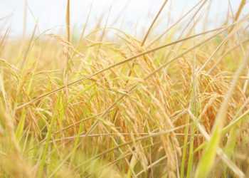 No hay que ignorar el derrame del sector agropecuario sobre la economía