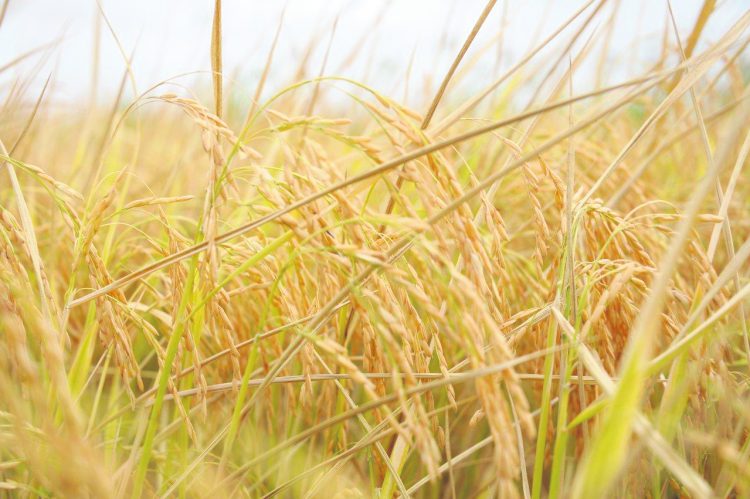 No hay que ignorar el derrame del sector agropecuario sobre la economía