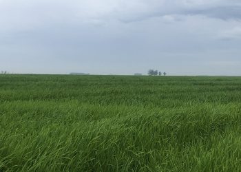 Alfredo Lago: “las ventas de arroz a Brasil no significan recuperación del mercado, sino que es algo más circunstancial”