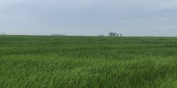 Alfredo Lago: “las ventas de arroz a Brasil no significan recuperación del mercado, sino que es algo más circunstancial”