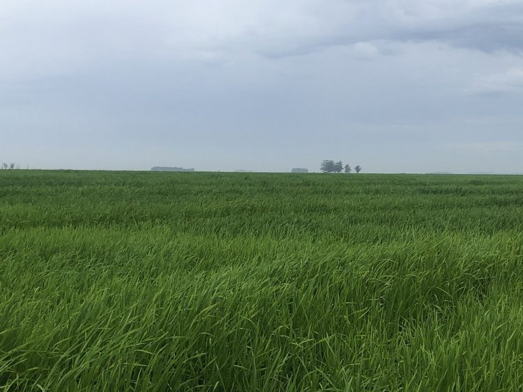 Alfredo Lago: “las ventas de arroz a Brasil no significan recuperación del mercado, sino que es algo más circunstancial”