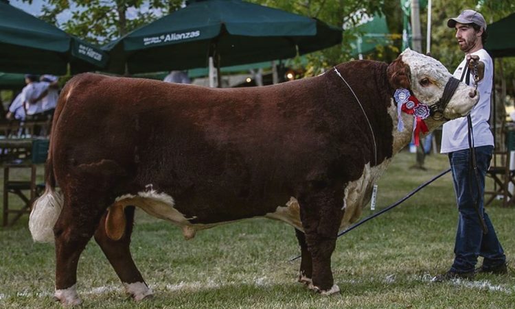 En genética, año a año, cada animal debe superar a sus antecesores