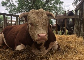 El Dr. Eduardo Barre dijo que Uruguay no está preparado para levantar la vacunación