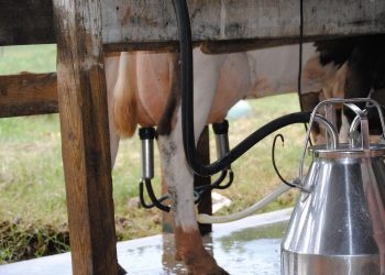 Productores dicen que la suba de Conaprole no contempla el aumento de precios de raciones y concentrados