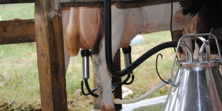 Productores dicen que la suba de Conaprole no contempla el aumento de precios de raciones y concentrados