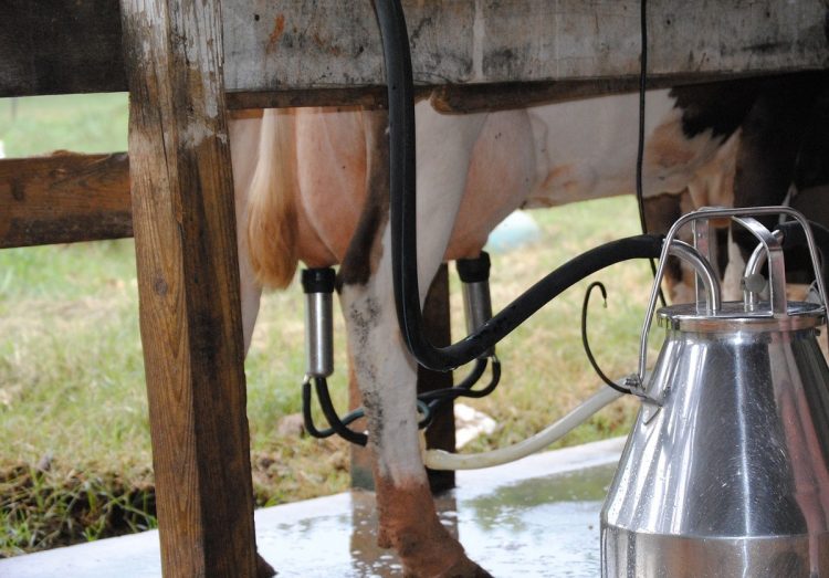 Productores dicen que la suba de Conaprole no contempla el aumento de precios de raciones y concentrados