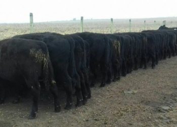 Crece la faena de vacunos impulsada por el ganado para cuota 481