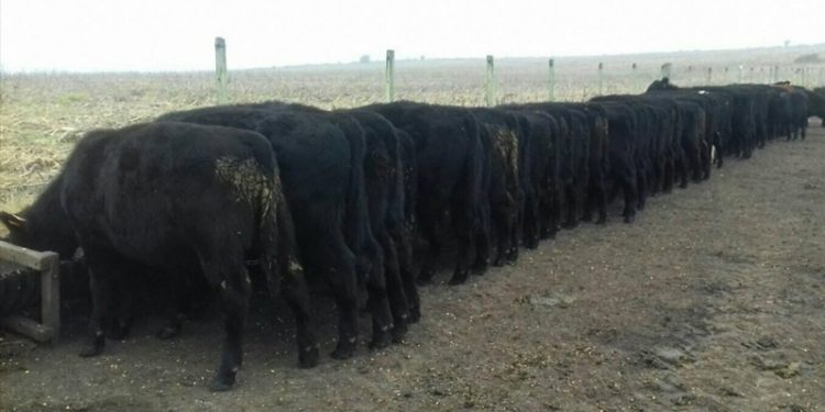 Crece la faena de vacunos impulsada por el ganado para cuota 481