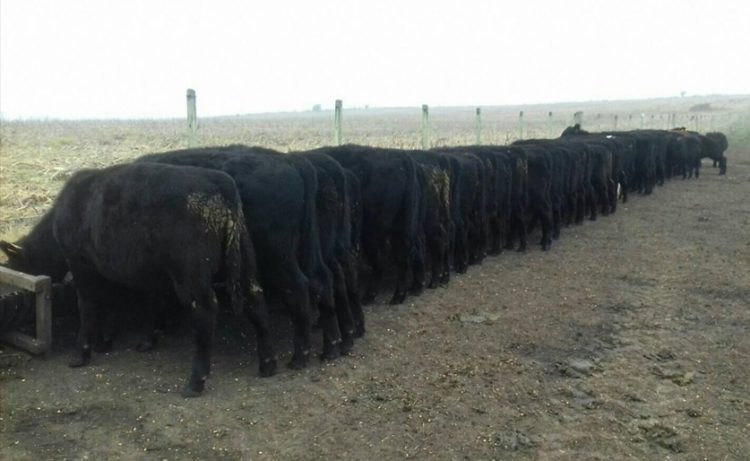 Crece la faena de vacunos impulsada por el ganado para cuota 481