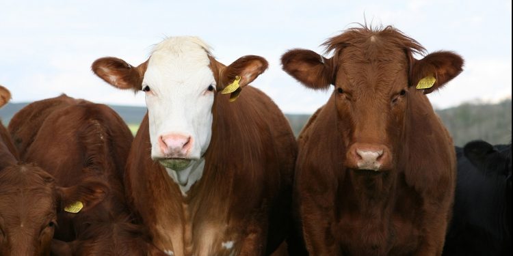 Consignatarios: el mercado bovino y ovino en búsqueda de su “equilibrio”