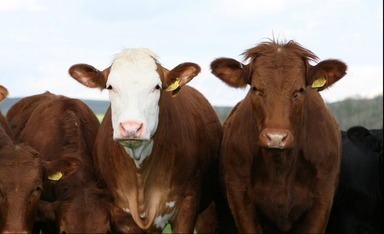 Consignatarios: el mercado bovino y ovino en búsqueda de su “equilibrio”