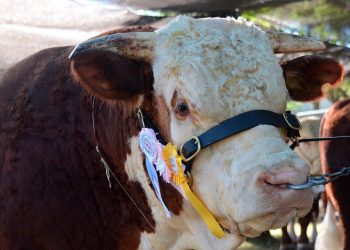Solo faltan horas para que comience la ExpoDurazno