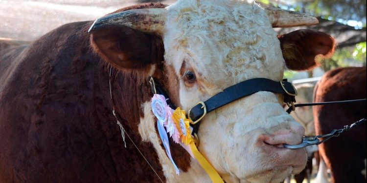 Solo faltan horas para que comience la ExpoDurazno