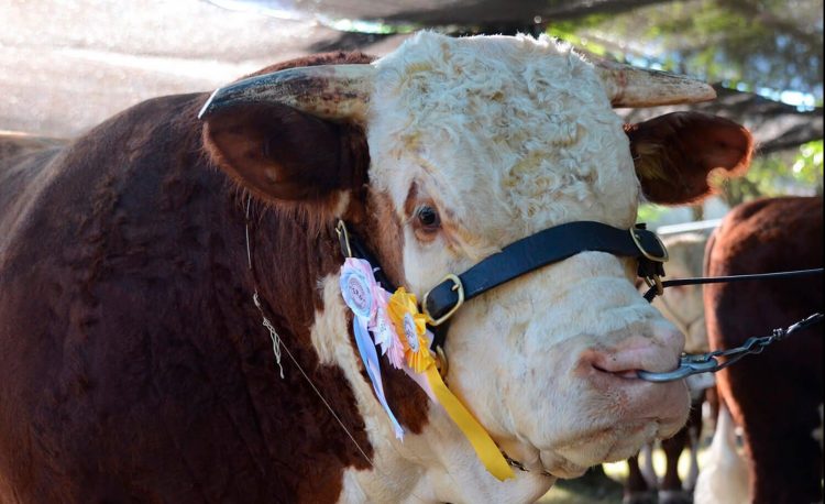 Solo faltan horas para que comience la ExpoDurazno