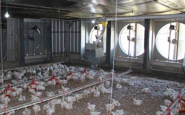 Brasil propone crear un sistema para prevenir la influenza aviar en el Cono Sur