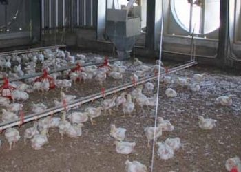 Brasil propone crear un sistema para prevenir la influenza aviar en el Cono Sur