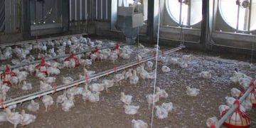 Brasil propone crear un sistema para prevenir la influenza aviar en el Cono Sur