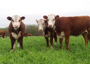 Manejo estival para lograr praderas de larga productividad