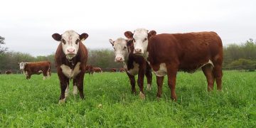 Manejo estival para lograr praderas de larga productividad