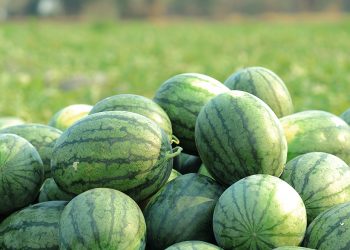 “En todo rubro productivo tenés de ‘socio’ al gobierno, los altos costos siempre están presentes”