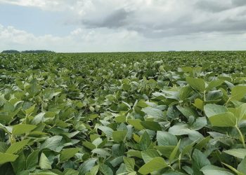 Se esperan buenos rendimientos de soja, pero las lluvias tienen la última palabra