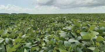 Se esperan buenos rendimientos de soja, pero las lluvias tienen la última palabra